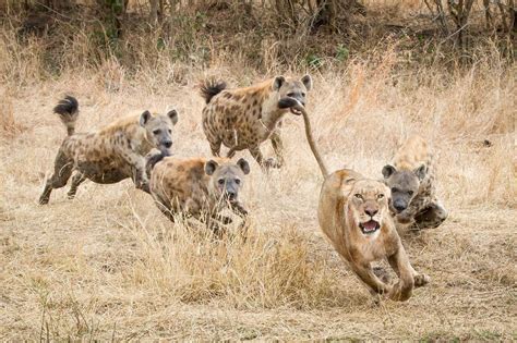 A Lioness Panthera Leo Runs Away With Its Tail Up Wide Eyed And