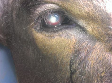 I am suffering from pink eye and was looking for such kind of info. Treatment of Pink Eye in cattle - Cadfor
