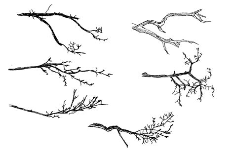 6 Tree Branch Drawing PNG Transparent OnlyGFX