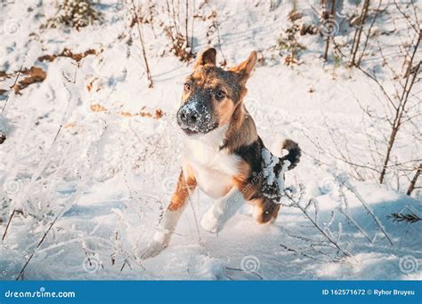 Puppy Of Mixed Breed Dog Playing In Snowy Forest In Winter Day Stock