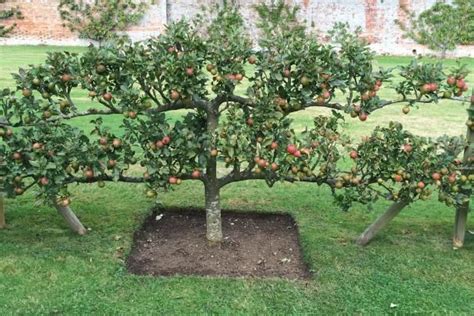 Layout Fruit Tree Orchard Design