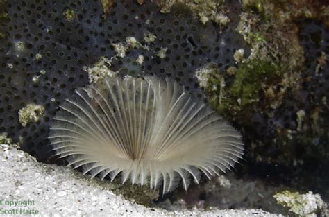 Feather Duster Worm Project Noah