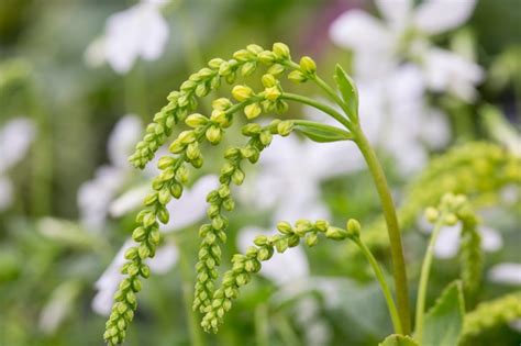 10 Unusual Perennials For Shade Bbc Gardeners World Magazine