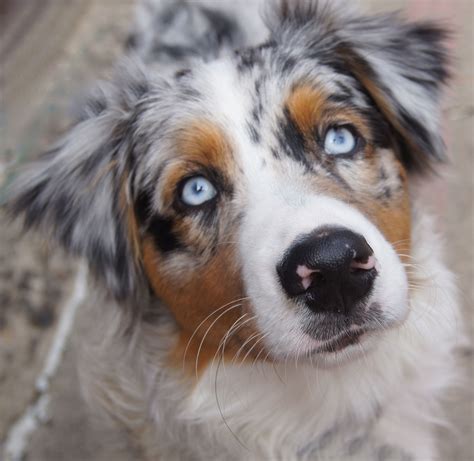 A PAW-fect friend I met in Salem! | Australian shepherd, Aussie puppies