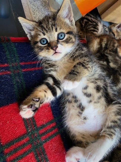 Tabby Kittens For Sale In Grays Essex Gumtree