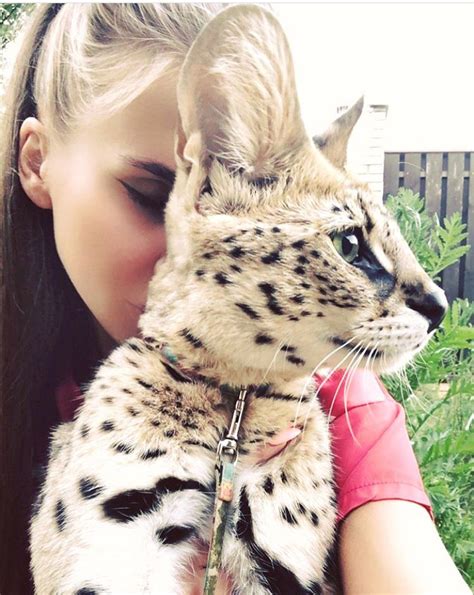 Valeria Sokolova Cats Cat Savannah Cat Pets