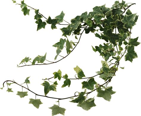 Vines Clipart English Ivy Vines English Ivy Transparent Free For