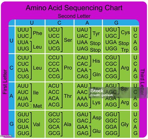 Amino Acid Sequence Chart Stock Illustration Download Image Now