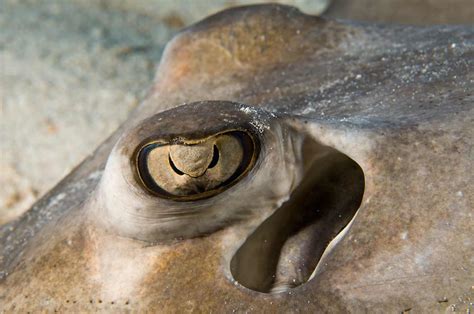 Stingray Eye - Mayaguana - Gallery - SingleDivers.com ...