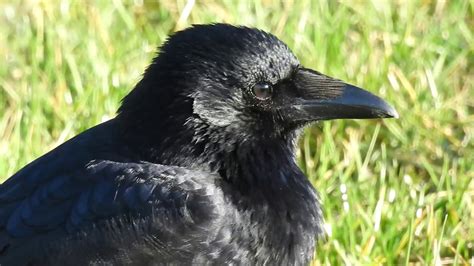 corbeau freux et corneille noire rook and carrion crow 243 1080p youtube