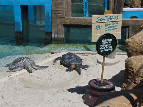 Shipwreck Rapids Sea Turtle Exhibit 2 Zoochat