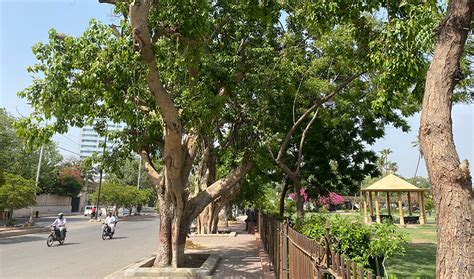 Forest Of Towers Puts Karachis Ancient Banyan Trees At Risk Arab