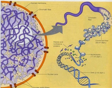 It contains a pair of centrioles, two structures that lie perpendicular to each. What happens when the nucleus of any given cell is ...