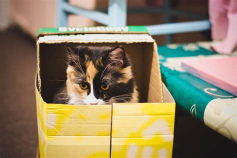 ¿por Qué A Los Gatos Les Encantan Las Cajas De Cartón Residencia De