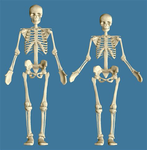 Find the perfect rib cage stock photo. Bammes Skeleton refined - 4ColorGrafix » the art and ...