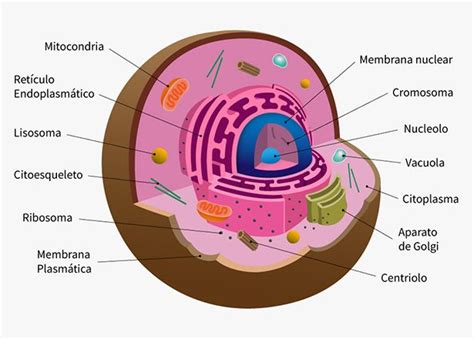 Célula Eucariota ¿qué Es Características Partes Y Más Celula
