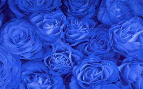 Free Download Blue Roses Desktop Wallpaper Wallpaper High Definition