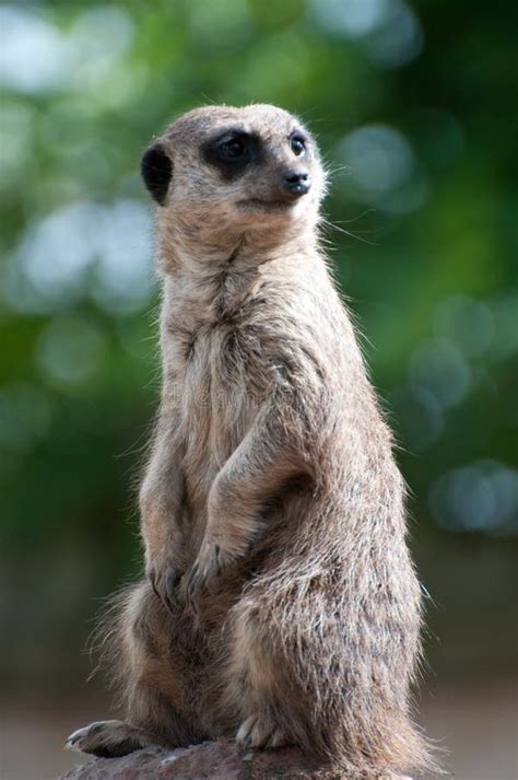 6 Smiling Meerkat Free Stock Photos Stockfreeimages