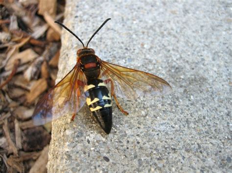 Cicada Wasp Hunters How To Control Cicada Killer Wasp
