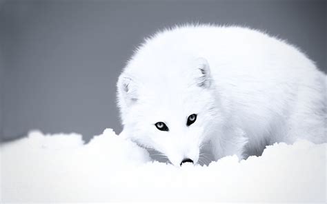 White Fox Fox Arctic White Snow Hd Wallpaper Wallpaper Flare