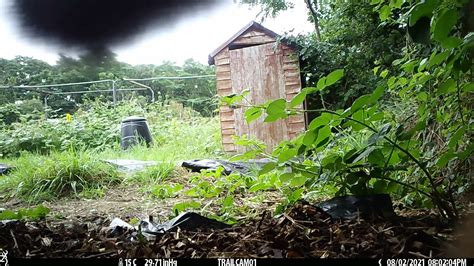 Fox Marking Its Territoryour Trail Cam Youtube