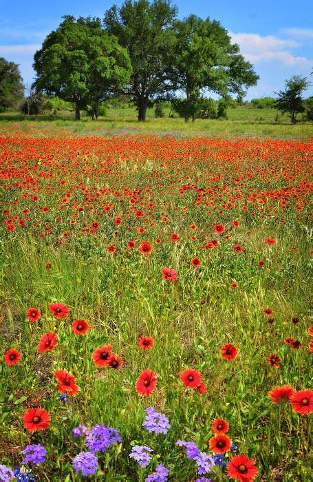 1 ziyaretçi flowers by bauers & greenhouse ziyaretçisinden 10 fotoğraf gör. Title Spring's Bling Artist Lynn Bauer Medium Photograph ...