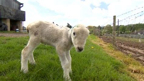 Lamb Has Ears Cut Off In Attack On Nottinghamshire Farm Bbc News