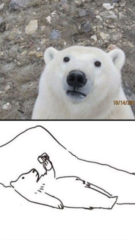 Pin By Chlo On Lol Polar Bear Funny Pictures Funny