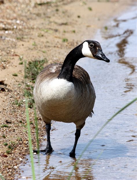 Curious Canada Goose Free Stock Photo Public Domain Pictures