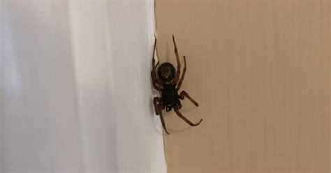 What To Do If Youre Bitten By A False Widow Spider Surrey Live