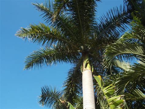Free Picture Palm Tree Coconut Palm Blue Sky Outdoor Paradise