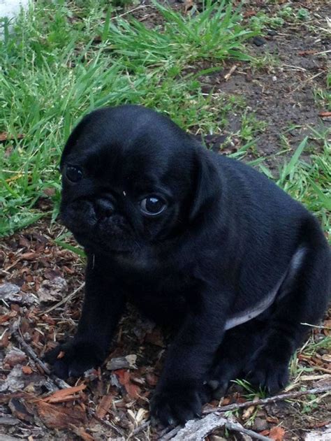 Best 25 Baby Black Pug Ideas On Pinterest Black Pug Puppy Black Pug