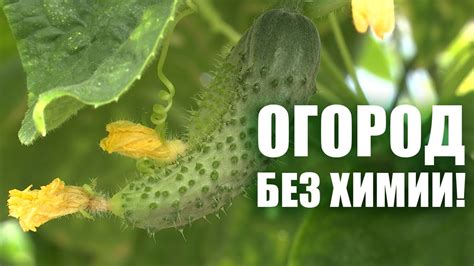 Урожай без грамма химии! Как вырастить овощи без удобрений? / Природное ...