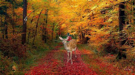Fall Autumn Deer 225590 Lost In The Woods Fall Autumn Leaves Hd