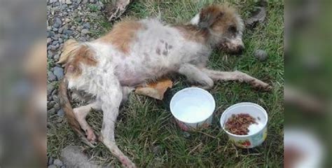 Rottweiler Rettet Sterbenden Hund The Holidog Times