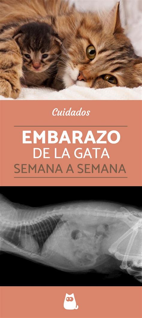 Embarazo De Una Gata Guía Completa Semana A Semana Gatos Gata