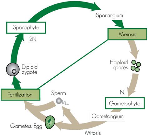 Life Cycle Of Nonvascular Plants Read Biology Ck