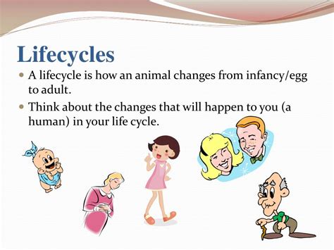Ppt Animal Life Cycles Powerpoint Presentation Free Download Id
