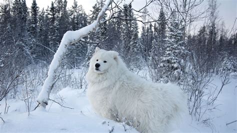 Download Wallpaper 1600x900 Winter Snow Forest Dog Widescreen 169