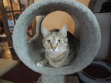Adopters will be provided with an adoption kit, including a sample bag of food and coupon, at the time of adoption. Adopt Kailani on (With images) | Cat adoption, Pets, Cats ...