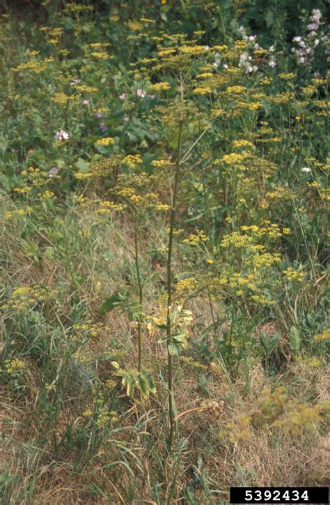 Wild Parsnip Pastinaca Sativa Apiales Apiaceae 5392434