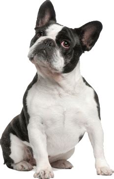The average price of a bulldog puppy is approximately $1,500. French Bulldog Price | The Cost Of Buying a French Bulldog