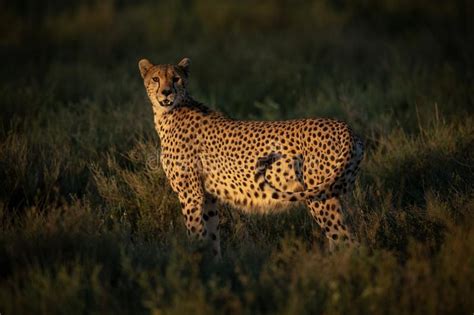 Female Cheetah Stands In Grass Eyeing Camera Stock Image Image Of