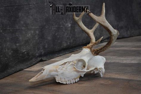 Whitetail Deer European Skull For Sale Sku 1313 All Taxidermy