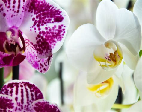 Hintergrundbilder Blumen Garten Orchideen Pflanzen Grün Blühen