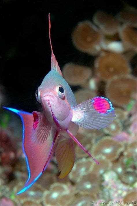21 Colorful Fish Ideas Colorful Fish Fish Beautiful Fish