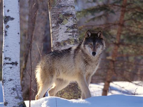 The Wild Wolf New Pictures The Wildlife