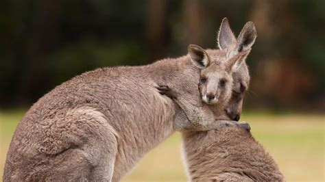 Mother And Baby Kangaroos Hugging © Belle Ciezakshutterstock Canguro