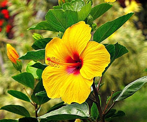 State Flower Of Hawaii The Pua Aloalo Or Yellow Hibiscus Hawaii