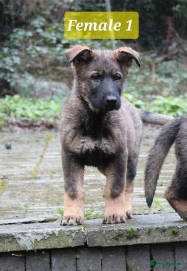 German Shepherd 2 Females Puppies 🐶 For Sale In Birmingham Pets4homes